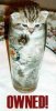 cat_owned.jpg