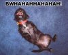 bwahahah_70.jpg
