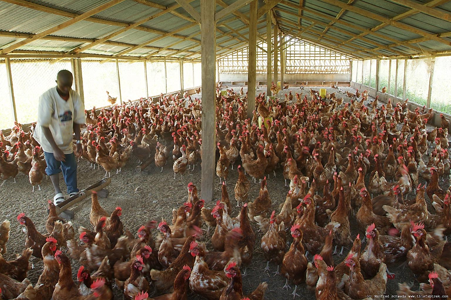 farm-chicken-4.jpg