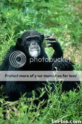 Chimpanzee_Smoking2.jpg