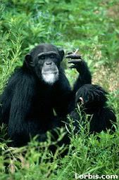 Chimpanzee_Smoking2.jpg