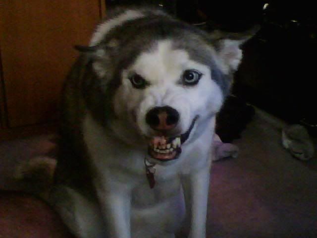 dog.jpg
