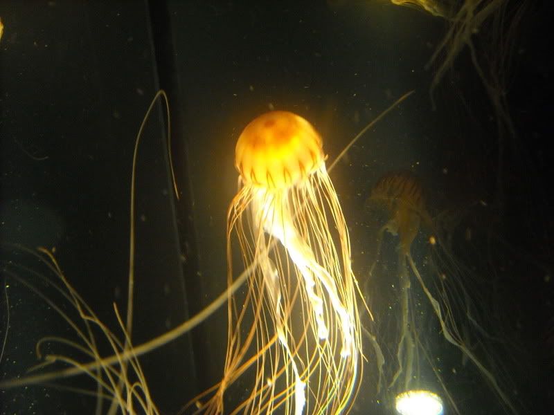 DSCN0961.jpg