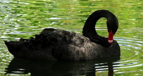 black_swan.jpg