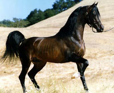 horse.jpg