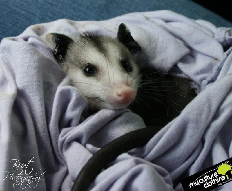 AwsomePossum.jpg