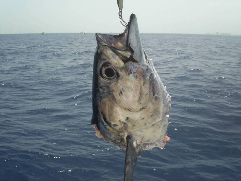 SUC50938.jpg