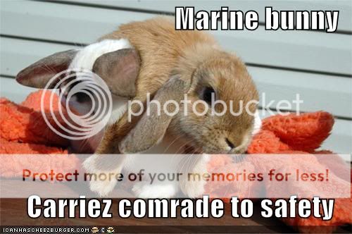 funny-pictures-marine-bunny.jpg