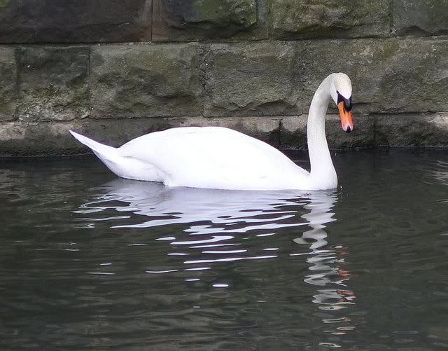 swan01.jpg