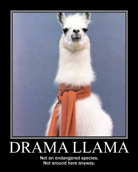 drama-llama_132658697069.jpg
