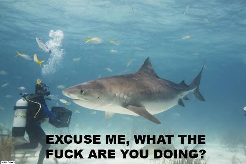 wtfrudoinshark.jpg
