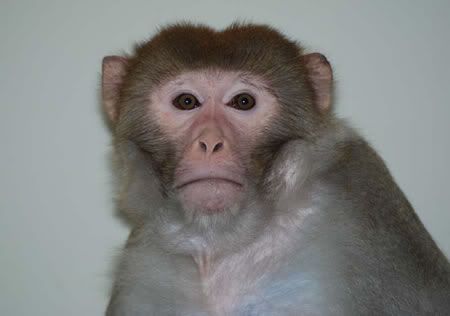 monkey.jpg
