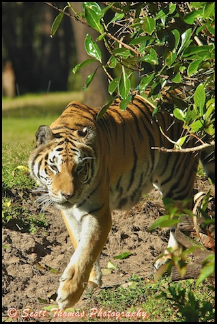 asian_tiger_st.jpg