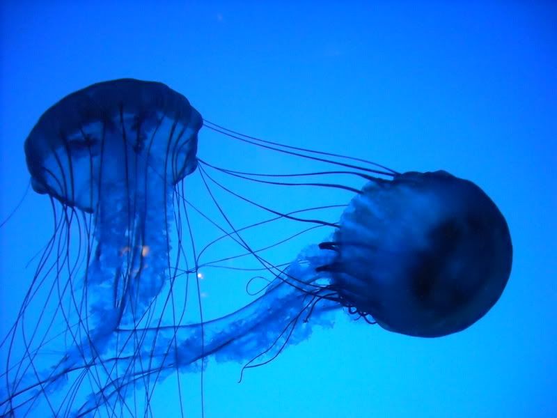 DSCN0784.jpg