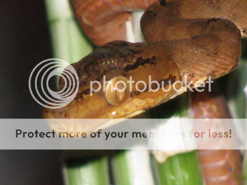 snake011.jpg