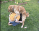 doghump.gif