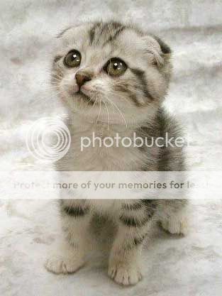 cute-kitten-2.jpg