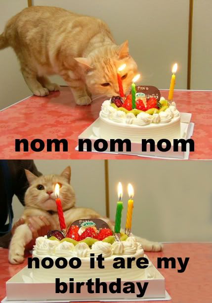 catbday.jpg